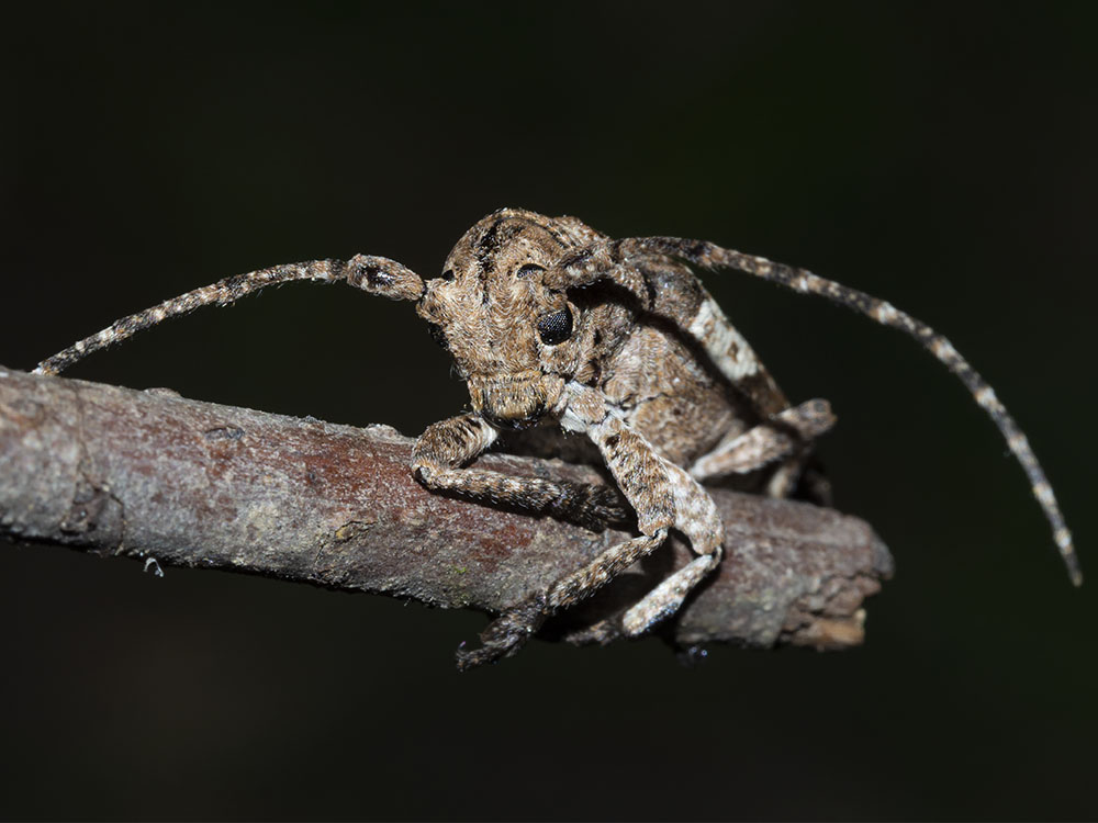 Cerambycidae:  Niphona picticornis